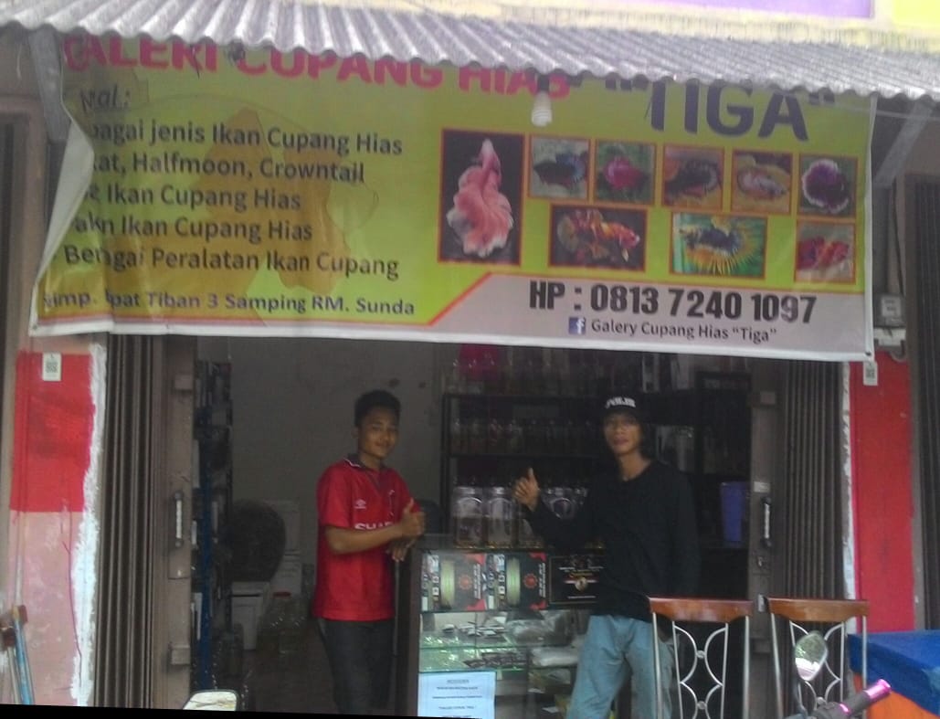 50 Gambar Kolase Ikan Cupang Gratis Terbaik