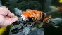 Ikan Cupang Mampu Memperbaiki Perekonomian Warga Kediri 