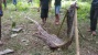 3 Kabupaten di Sulawesi Barat â€œsarangâ€ ular piton terbesar di Indonesia.