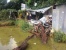 1 Tewas, 5 Luka-luka Saat Petir Sambar Pohon hingga Tumbang di Lokasi Pemancingan Ini