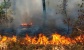 Satu Lagi Hutan Terbakar Yang Melahap Sekitar 100 Meter Di Barelang 