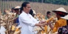 Presiden Jokowi Panen Raya Jagung Dan Penanaman Bibit Jati Di Desa Ngimbang