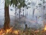 Oknum Tak Bertanggungjawab, 40 Hektare Hutan Lindung  Di Mangsang Terbakar