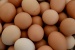 Mengandung Bakteri Salmonella, 207 Juta Butir Telur Ayam Ditarik