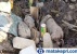 Sesosok Mayat Bayi Perempuan Di Temukan Di Tumpukan Sampah 