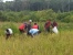 Keterbatasan Pupuk Dari Pemerintah, Petani Padi Desa Panggak Darat Panen Tidak Maksimal