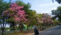 Akhirnya Batam memiliki Bunga Sakura 
