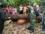 Salah Prediksi arah, Pria ini Tewas tertimpa Pohon saat Memotong nya