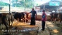 Hewan Qurban di Batam mahal ? Ini Salah Satu Faktor nya