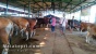Satu Dari Delapan Hewan Qurban Kemenag Batam Akan di Kirim ke Belakang Padang