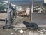 Seekor Anjing Milik Pedagang Berhasil Hentikan Sejenak Penggusuran