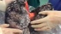 Viral video Paru-paru Menghitam, Ini Cara Memeriksa Nya