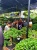 Manjakan Pecinta Tanaman Hias Kekinian, Kemenparejraf Dukung Batam Flower Festival
