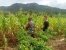 GCI Apresiasi Kebun Satgas 131/BRS di Skouw Papua