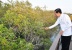 Presiden Jokowi Tanam Mangrove di Abu Dhabi 