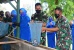 Dukung Program Ketahanan Pangan Danlantamal IV Panen Ikan Lele di Kolam Dispotmar 