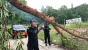 Respon Cepat, Tim SAR Brimob Polda Kepri Evakuasi Pohon Tumbang di Sekupang