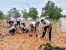 Yonif 10 Mar/SBY Ikuti Sukseskan Penanaman Bibit Mangrove