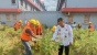 Hasil Program Pembinaan, Warga Binaan Lapas Batam Berhasil Panen 50 Kg Tomat Ceri