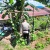 Dukung Ketahanan Pangan, Polsek Bulang Panen Cabe dan Sayuran